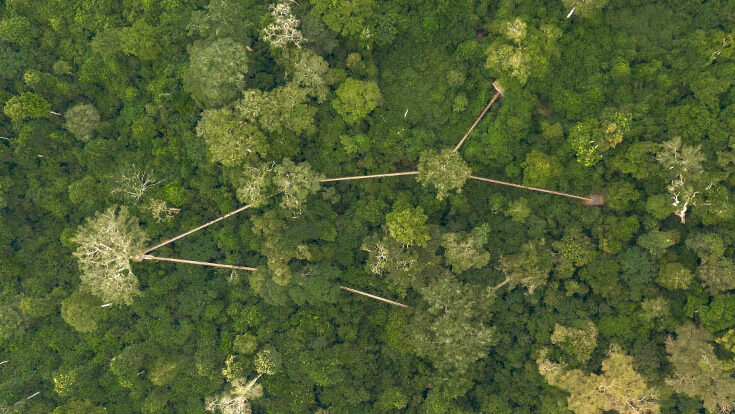03-canopy-forest