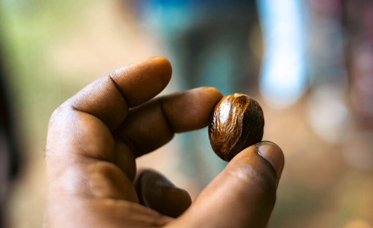 cocoa-nut cocoa-nut